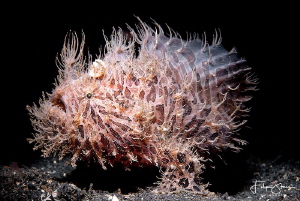 Hairy frogfish, Lembeh Strait, Sulawesi, Indonesia. by Filip Staes 